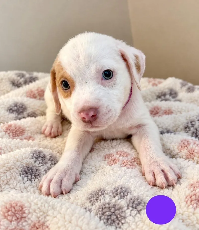 A baby small-sized female Mixed Breed dog named Neptune for adoption in St. Augustine, FL