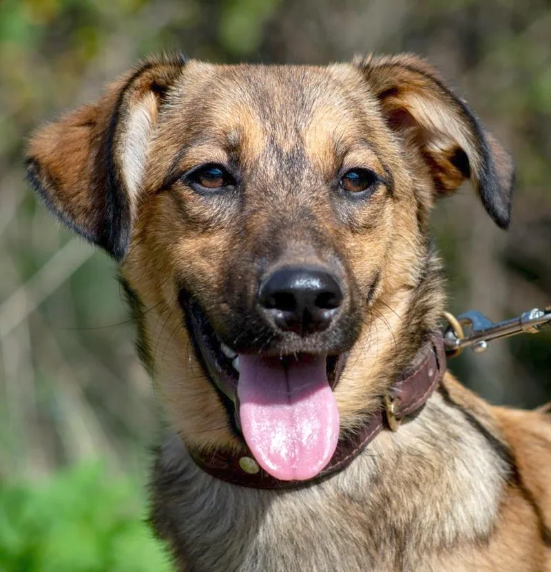 A young medium-sized female Labrador Retriever dog named Astra for adoption in Morristown, NJ