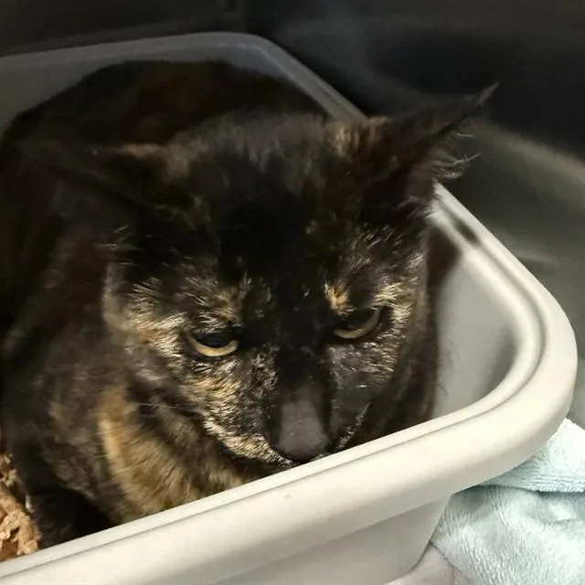 An adult large-sized female Domestic Short Hair cat named Karmen for adoption in Alameda, CA
