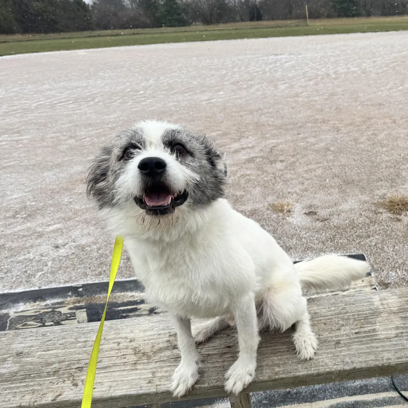 A young medium-sized female White / Cream Wirehaired Terrier dog named Pascal for adoption in Indianapolis, IN
