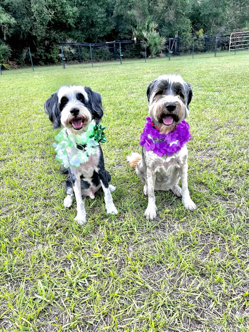 A senior medium-sized female Tibetan Terrier dog named Honey And Finney for adoption in Scotch Plains, NJ