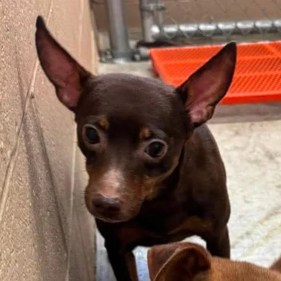 An adult small-sized male Brown / Chocolate Mixed Breed dog named Punch for adoption in Edwardsville, IL