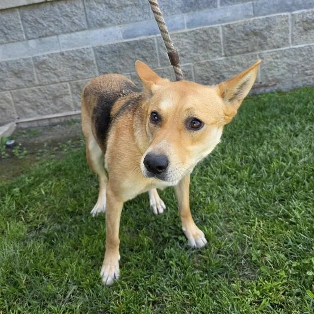 A young large-sized female German Shepherd Dog dog named Olive for adoption in Long Beach, CA