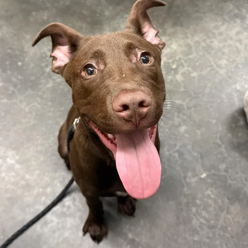 A young small-sized male Brown / Chocolate Pit Bull Terrier dog named Mowgli for adoption in Evensville, TN