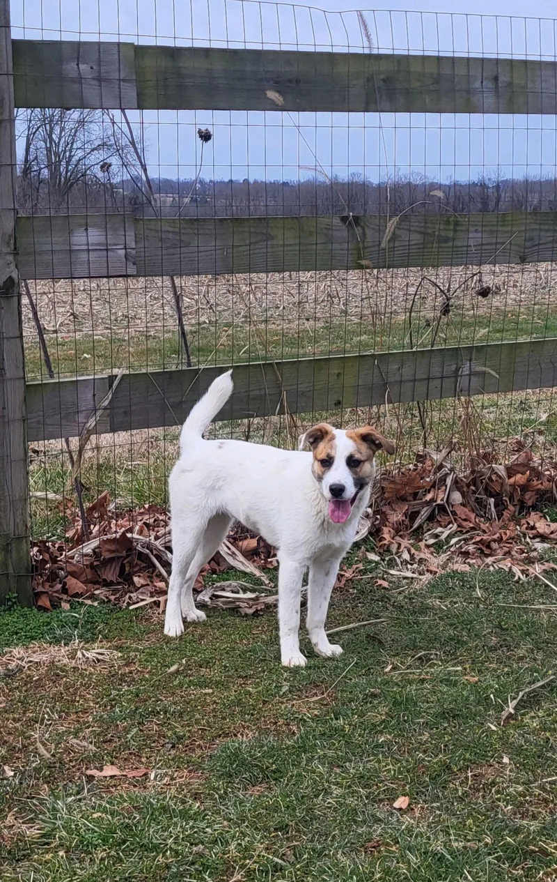 A young medium-sized female Mixed Breed dog named Beezie for adoption in Hewitt, NJ