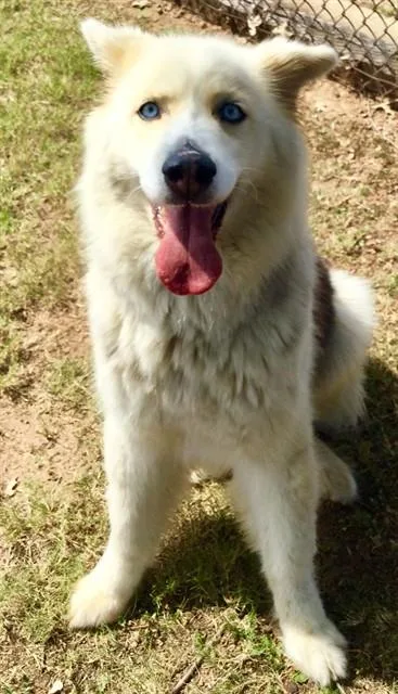 An adult medium-sized female Siberian Husky dog named Cherokee for adoption in Appling, GA