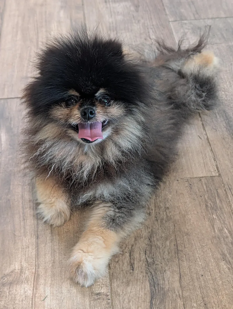A senior small-sized male Black Pomeranian dog named Lil Bruno for adoption in Baton Rouge, LA