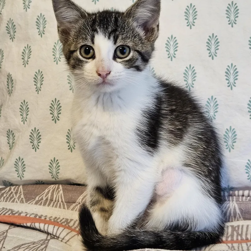 A baby medium-sized female Tabby (Brown / Chocolate) Domestic Short Hair cat named Dolce for adoption in Mokena, IL
