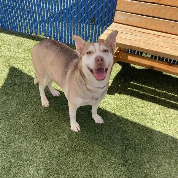 An adult large-sized female Yellow / Tan / Blond / Fawn Husky dog named Vesper for adoption in Hawthorne, CA