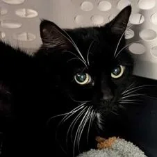 An adult medium-sized female Domestic Short Hair cat named Bella for adoption in Burlington, WA