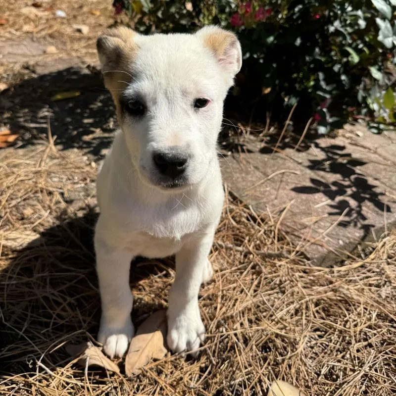 A baby large-sized male White / Cream Great Pyrenees dog named Baby Bear for adoption in Brownsboro, AL