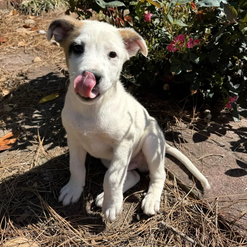 Baby Bear thumbnail 2