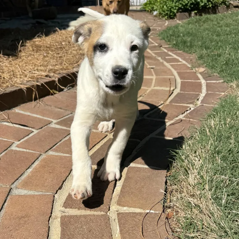 Baby Bear thumbnail 3