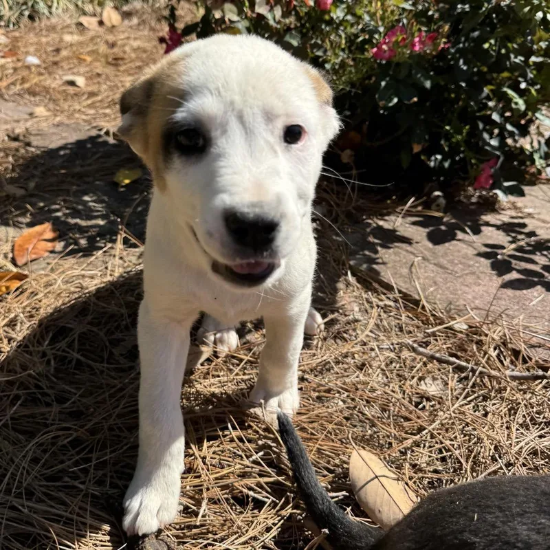 Baby Bear thumbnail 4