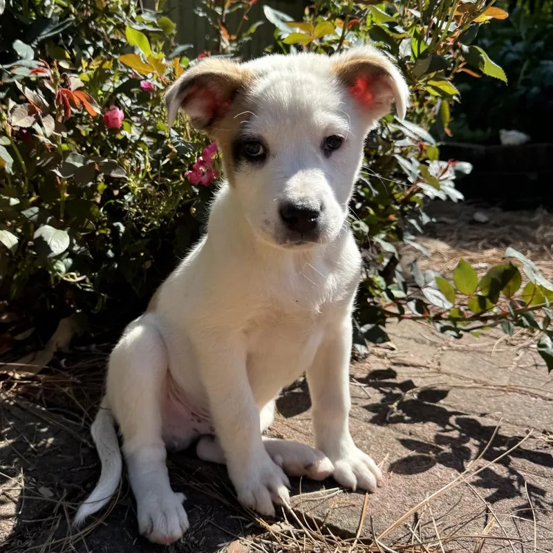 Baby Bear thumbnail 5