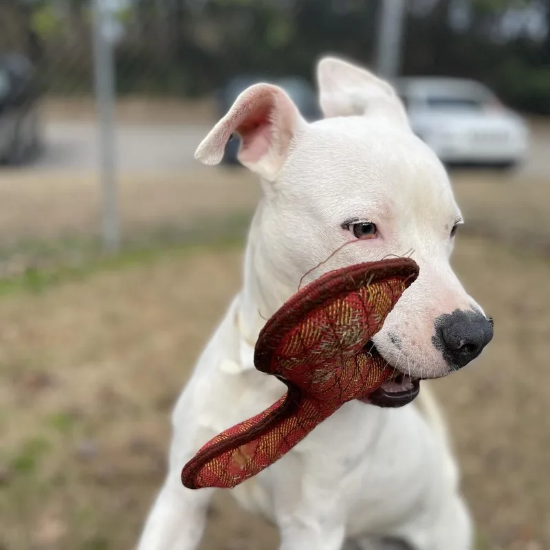 Willie thumbnail 3