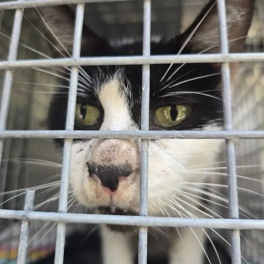 A senior medium-sized female Black Domestic Short Hair cat named Mackenzie for adoption in Bristol, IN