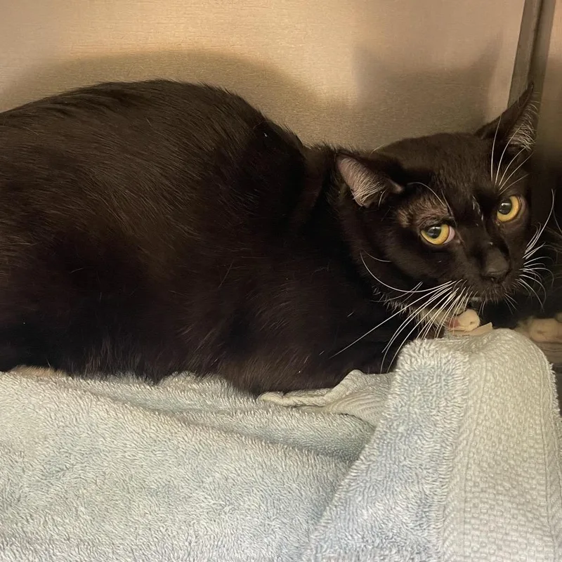 A young small-sized male Black Domestic Short Hair cat named Seven for adoption in Perkiomenville, PA