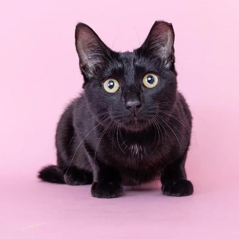 A young medium-sized female Black Domestic Short Hair cat named Robin for adoption in Franklin, TN