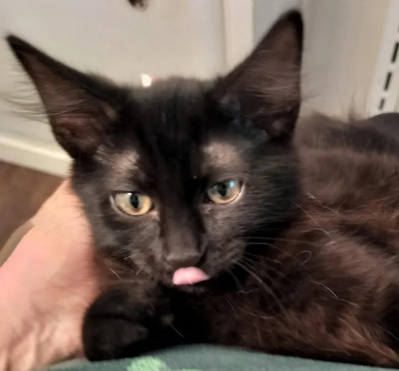 A baby medium-sized male Black Domestic Short Hair cat named Magnum for adoption in Frisco, TX