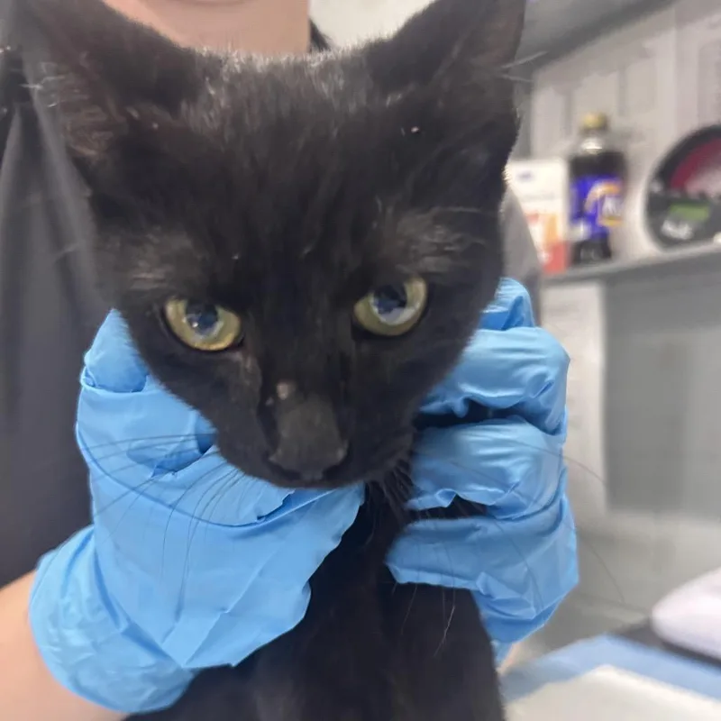 A young medium-sized female Domestic Short Hair cat named Willow for adoption in Summerville, SC