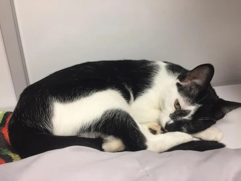 A young medium-sized male Domestic Short Hair cat named Moss Pollen for adoption in Peoria, AZ