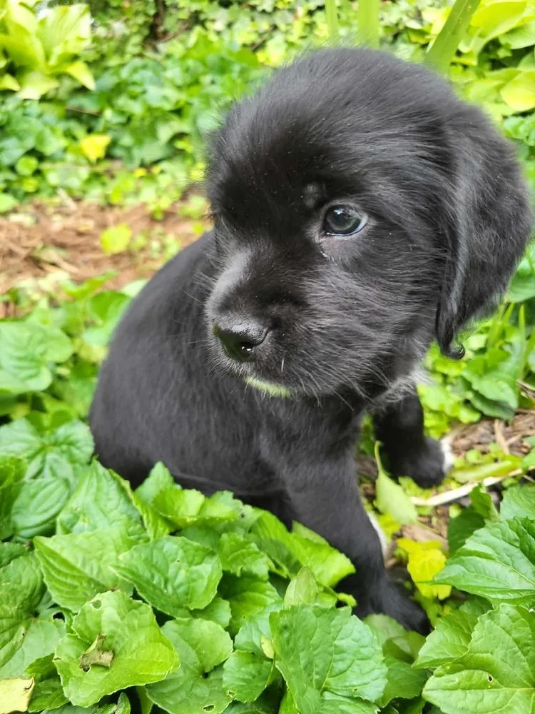 A baby medium-sized male Tricolor (Brown, Black, & White) Terrier dog named Popper for adoption in Pottstown, PA