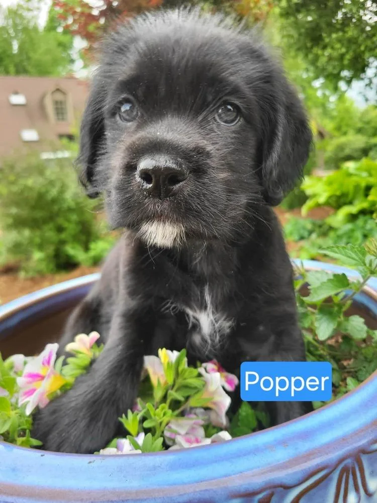 Popper thumbnail 2