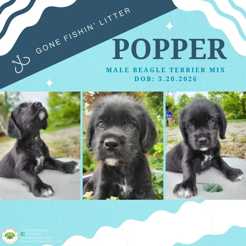 Popper thumbnail 4