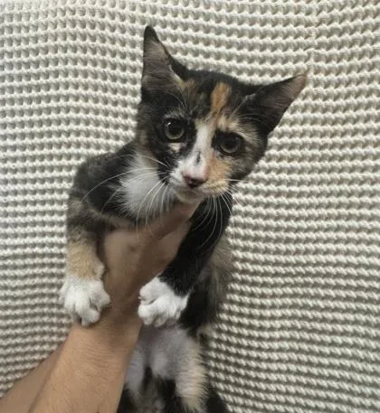 A baby medium-sized female Domestic Short Hair cat named Kiana for adoption in Honolulu, HI