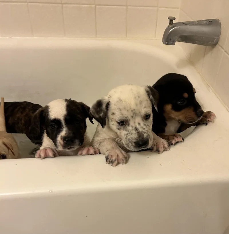 A baby medium-sized male White / Cream Shepherd dog named Spotted Boy for adoption in Georgetown, TX