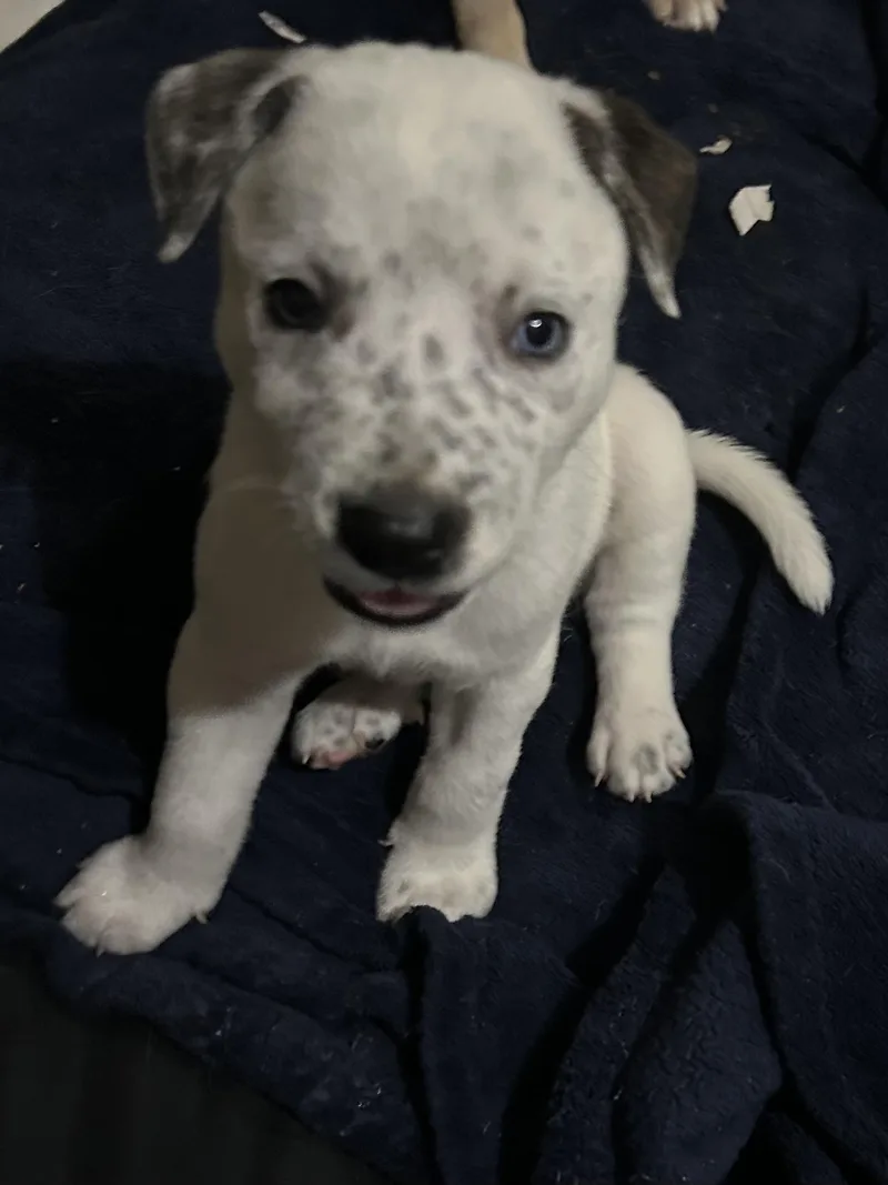 Spotted Boy thumbnail 2