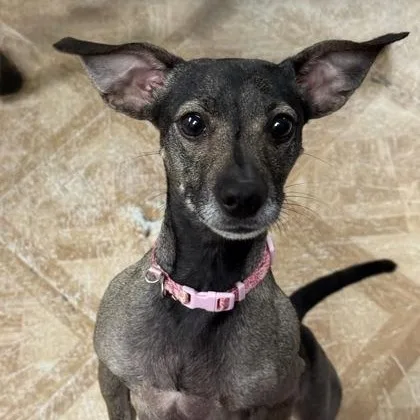 An adult small-sized female Chihuahua dog named Kari for adoption in Worcester, MA