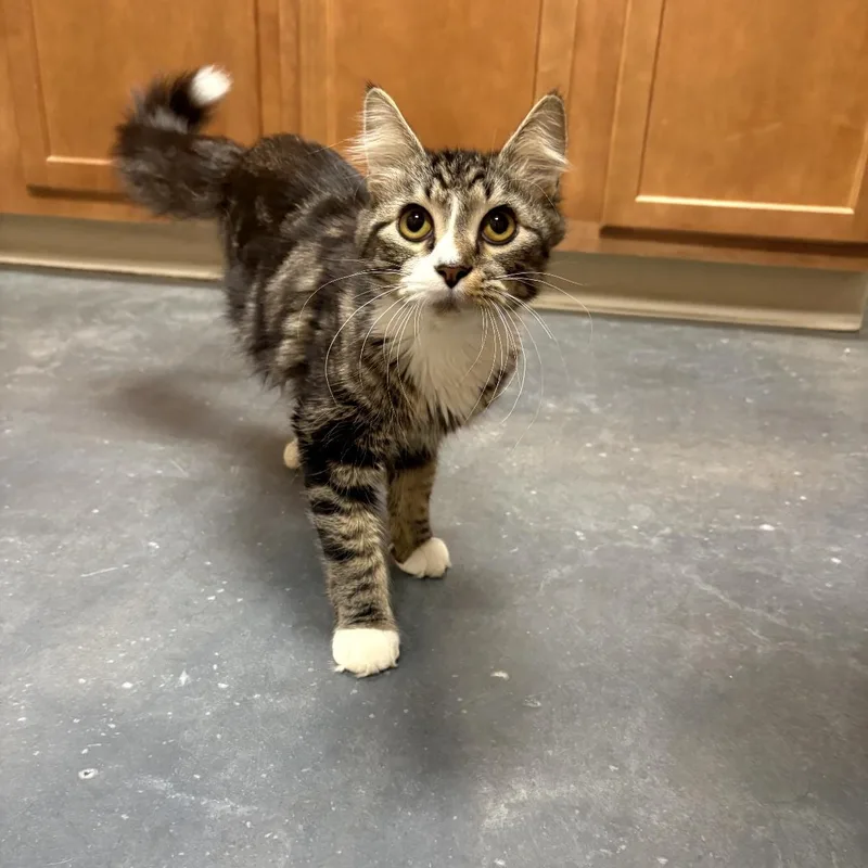 A young medium-sized male Tabby (Brown / Chocolate) Domestic Long Hair cat named Smee for adoption in Omaha, NE