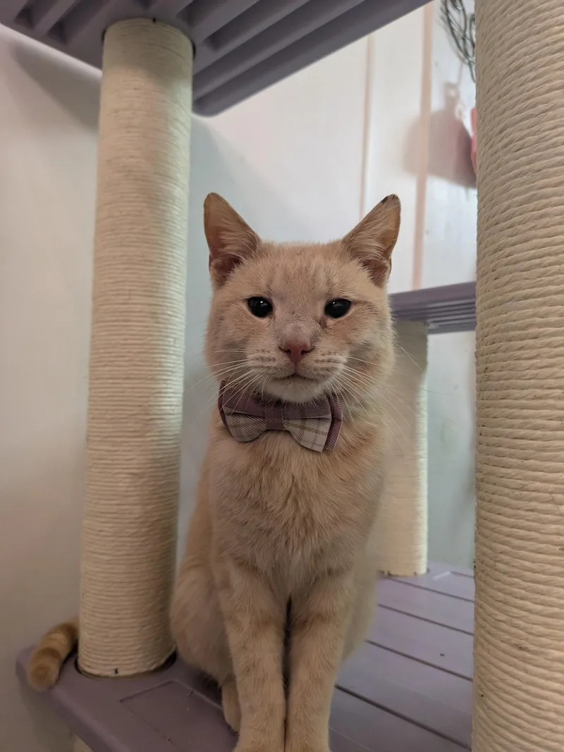 A young small-sized male Buff / Tan / Fawn Domestic Short Hair cat named Benny for adoption in Rocky Ridge, MD