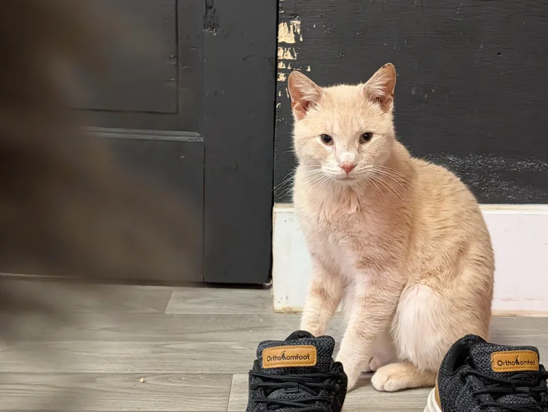 Benny thumbnail 2