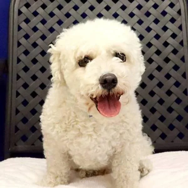 An adult small-sized male Bichon Frise dog named Ollie for adoption in Midland, TX