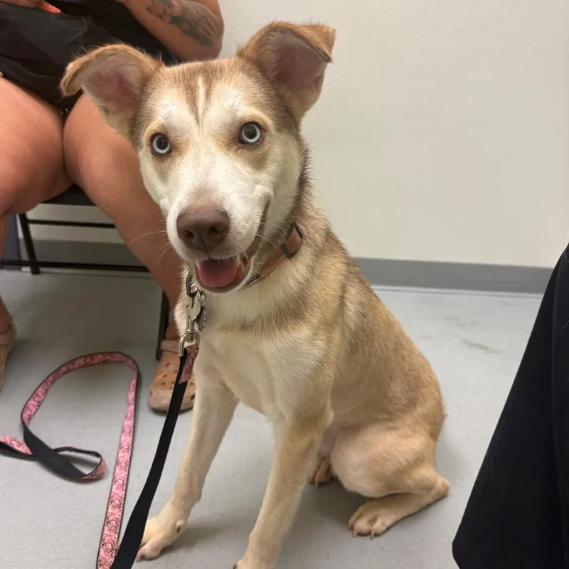 A young medium-sized female White / Cream Husky dog named Layah for adoption in Charlottesville, VA