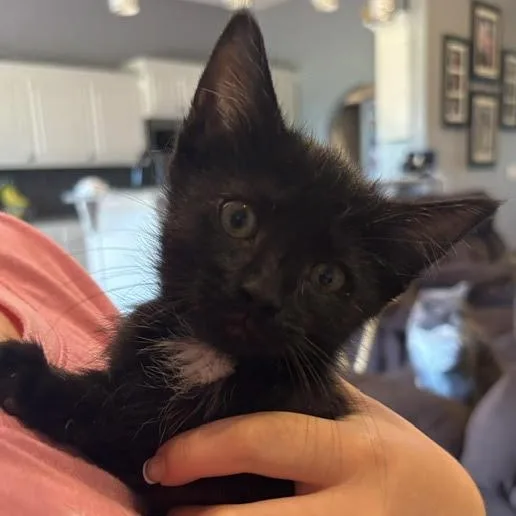 A baby medium-sized female Domestic Short Hair cat named Juicy Fruit for adoption in Springfield, MO