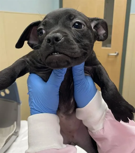 A baby medium-sized female Boxer dog named Skyfire for adoption in Clyde, NC