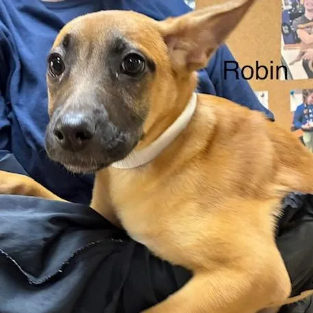 A baby medium-sized female Yellow / Tan / Blond / Fawn Mixed Breed dog named Robin for adoption in Knoxville, TN