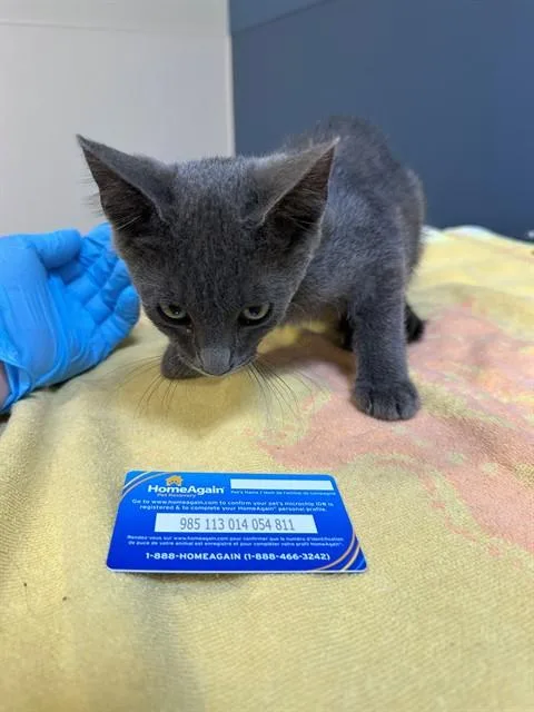 A baby medium-sized male Domestic Short Hair cat named Smoke for adoption in San Luis Obispo, CA