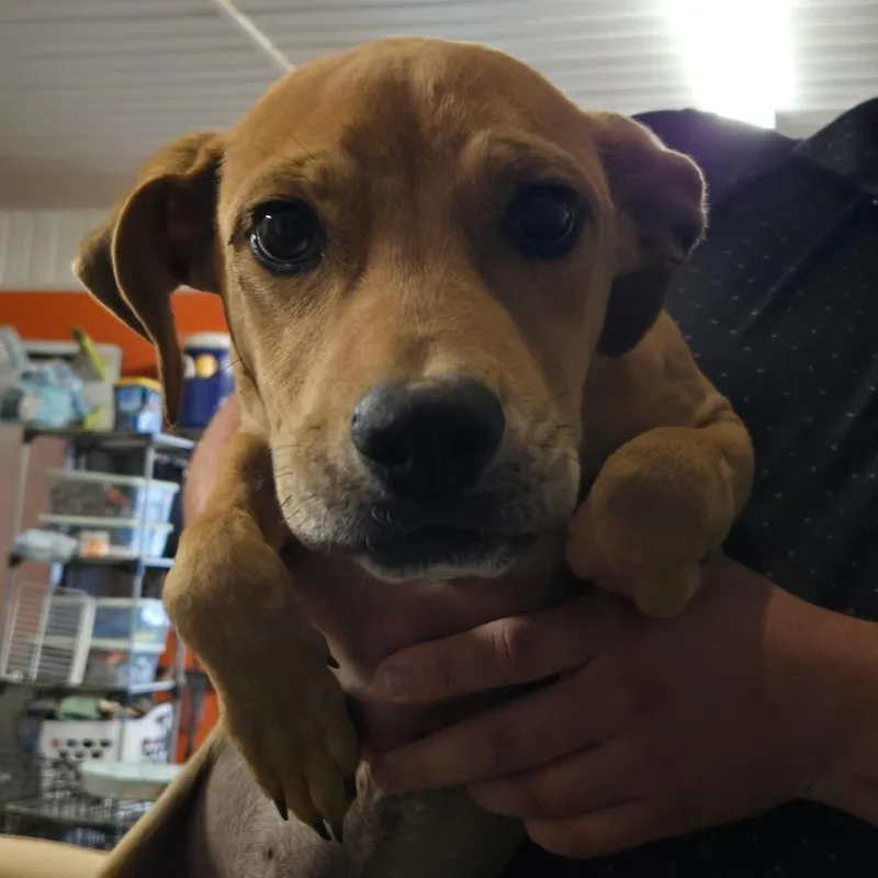 A young medium-sized male Yellow / Tan / Blond / Fawn Labrador Retriever dog named Bert for adoption in Waggaman, LA
