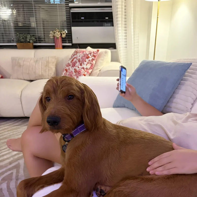 An adult medium-sized male Goldendoodle dog named Toby for adoption in Brooklyn, NY