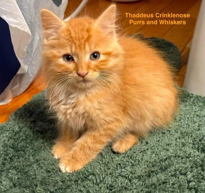 Thaddeus Crinklenose