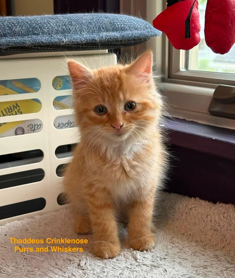 Thaddeus Crinklenose thumbnail 2