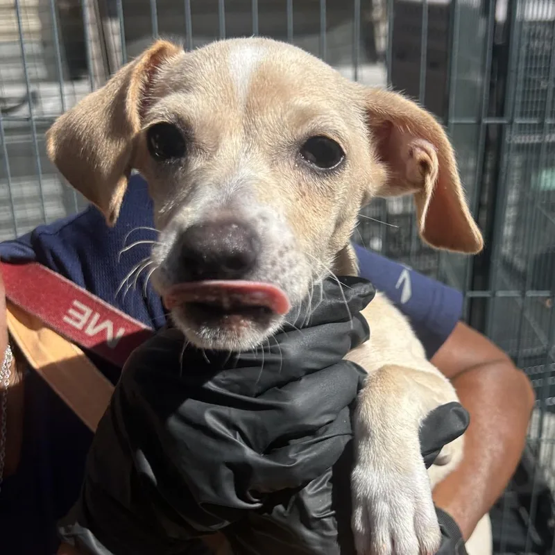 A baby small-sized female Yellow / Tan / Blond / Fawn Chihuahua dog named Annie for adoption in Point Richmond, CA