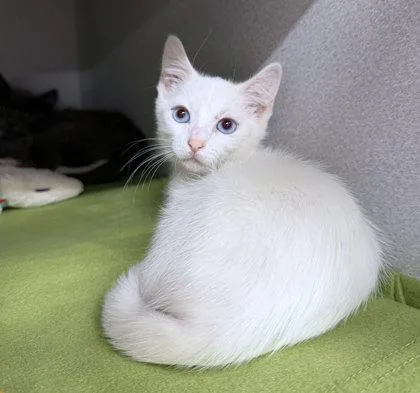 A baby small-sized male Domestic Short Hair cat named Sparkler for adoption in Sacramento, CA