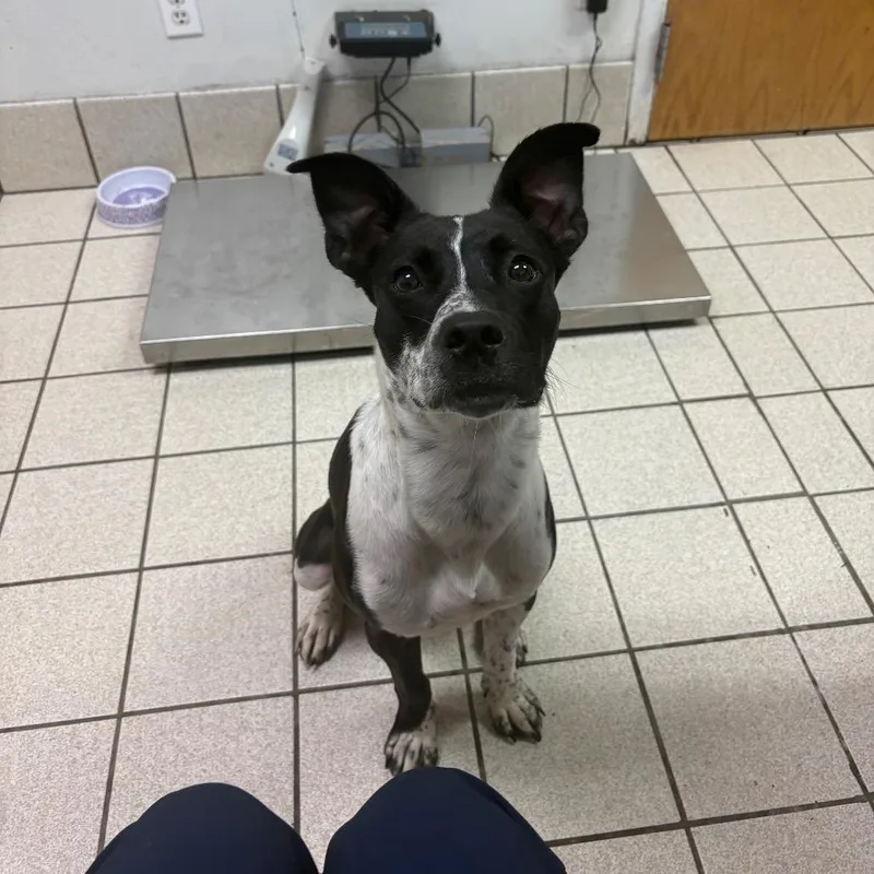 An adult medium-sized female White / Cream Mixed Breed dog named Whitley for adoption in Charleston, WV