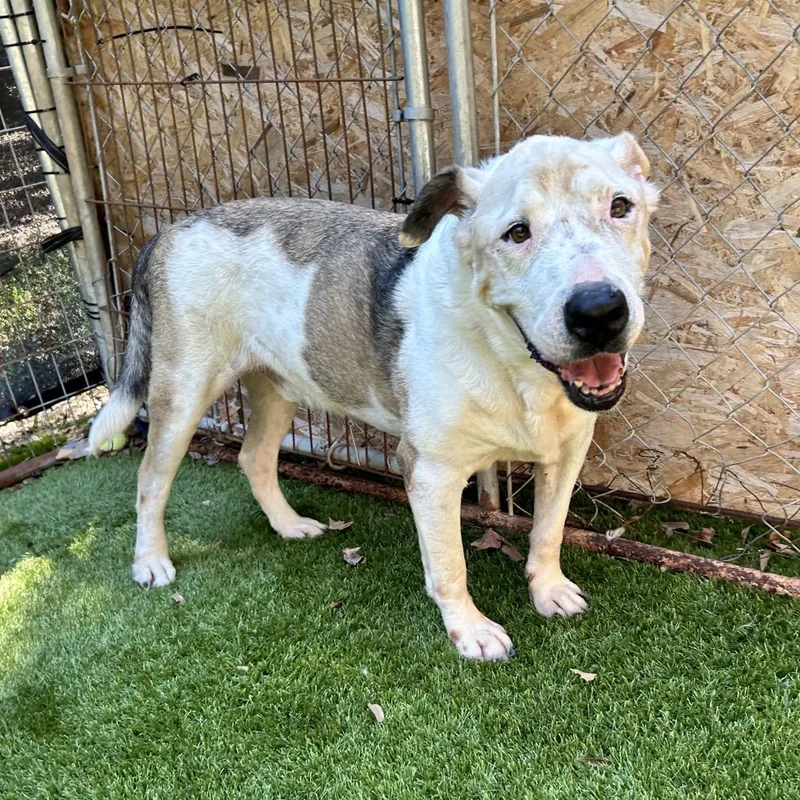 A senior large-sized male American Bulldog dog named Charlie Sr. for adoption in Magnolia, TX